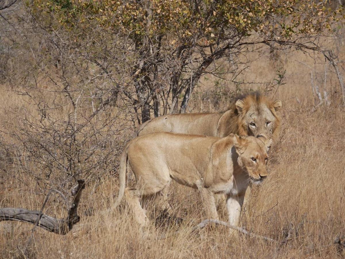 Mbizi Bush Lodge Grietjie Game Reserve Bagian luar foto