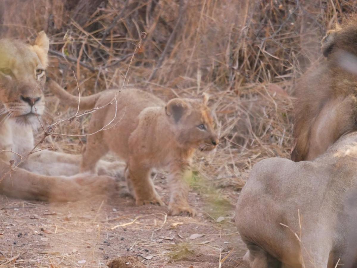 Mbizi Bush Lodge Grietjie Game Reserve Bagian luar foto