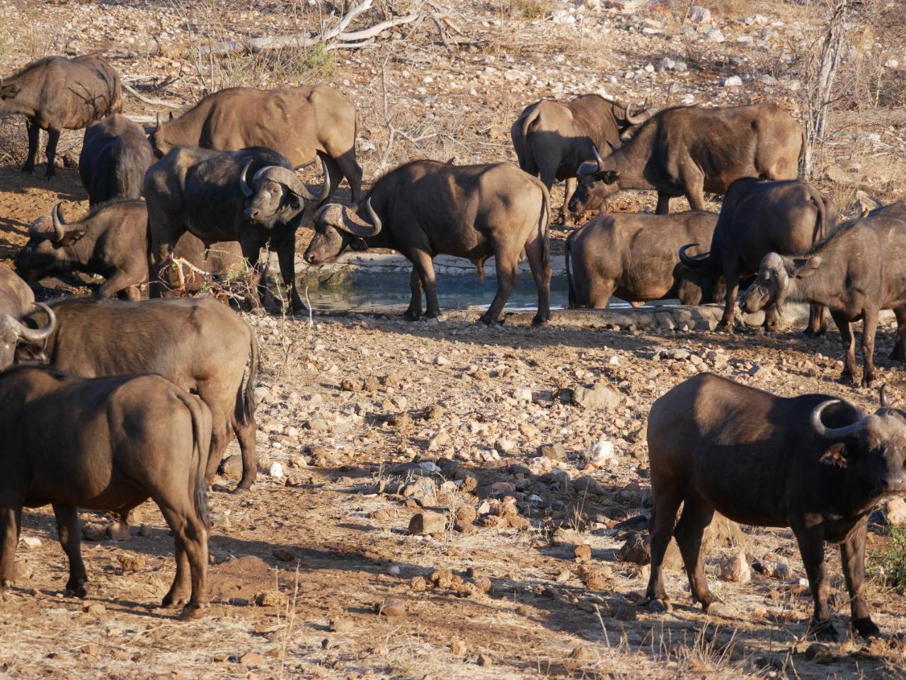 Mbizi Bush Lodge Grietjie Game Reserve Bagian luar foto