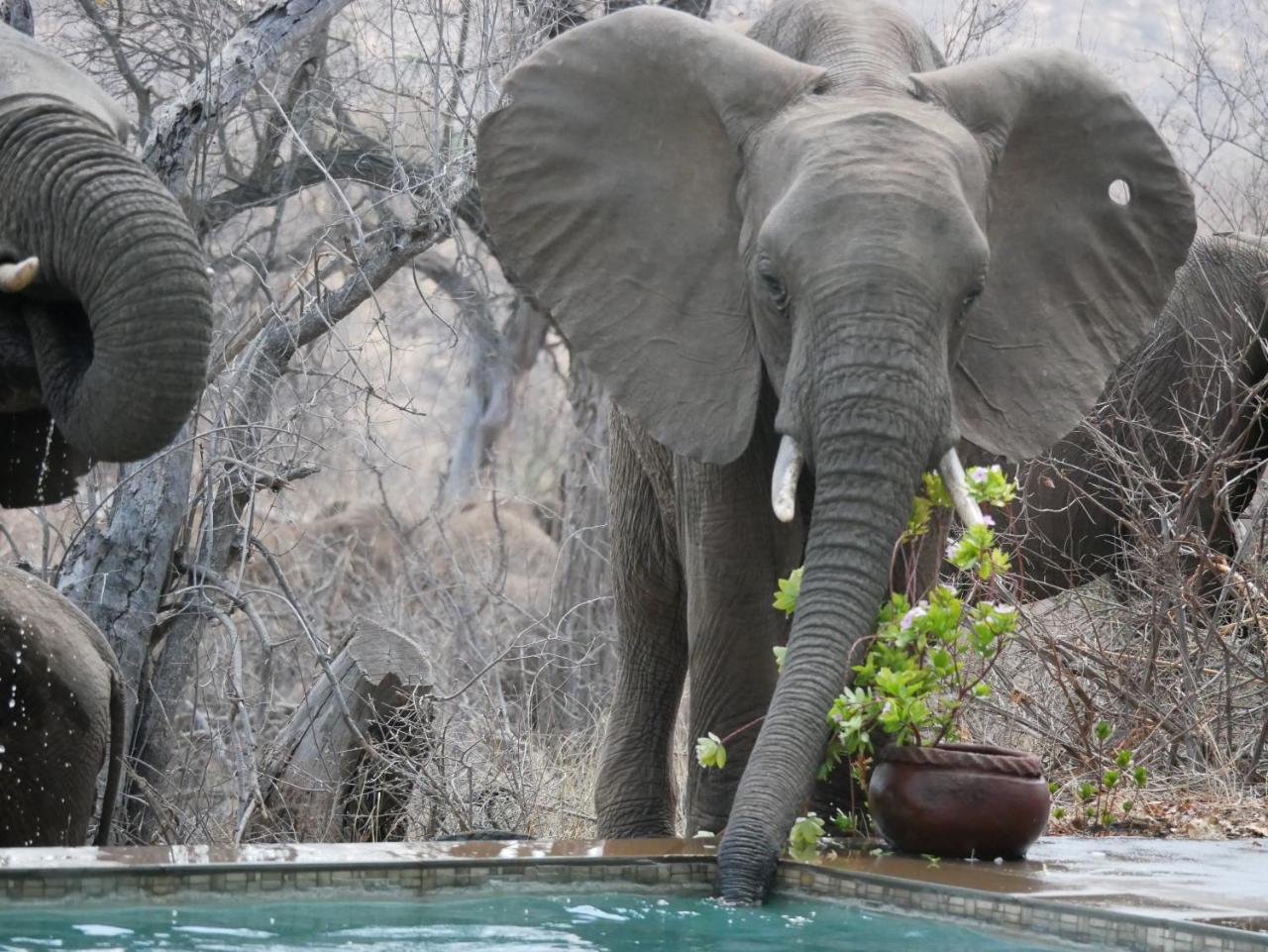 Mbizi Bush Lodge Grietjie Game Reserve Bagian luar foto