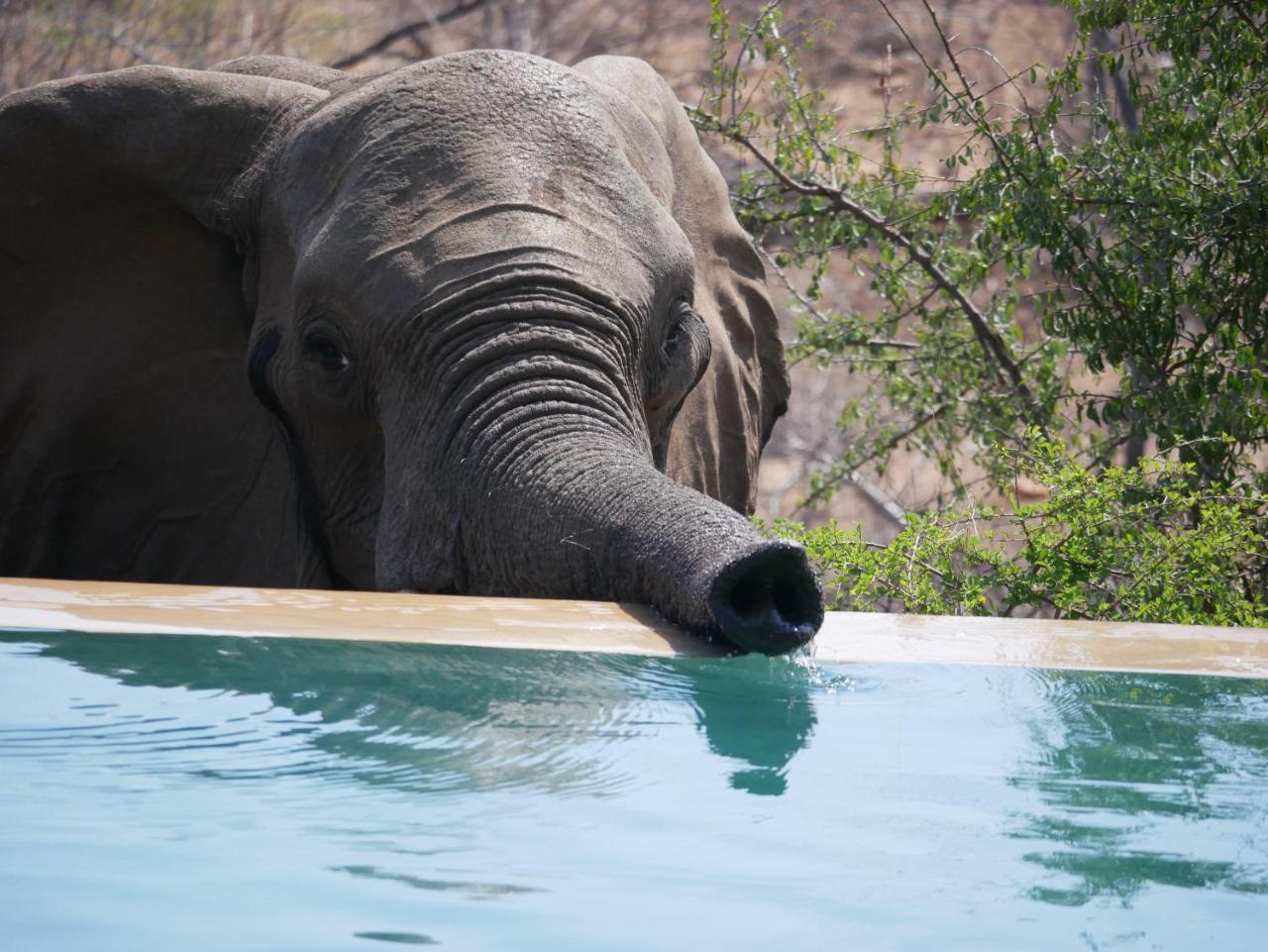 Mbizi Bush Lodge Grietjie Game Reserve Bagian luar foto