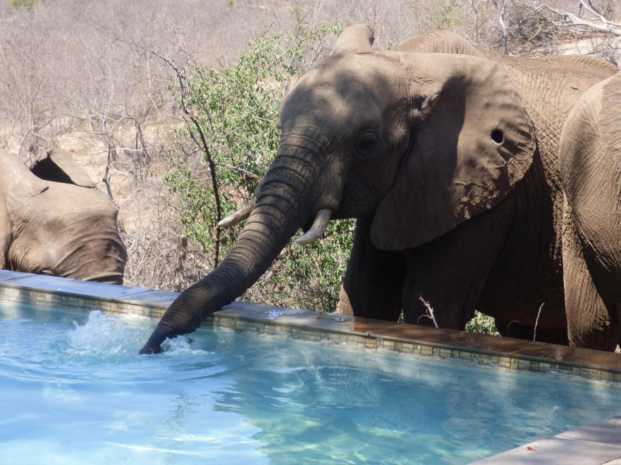 Mbizi Bush Lodge Grietjie Game Reserve Bagian luar foto
