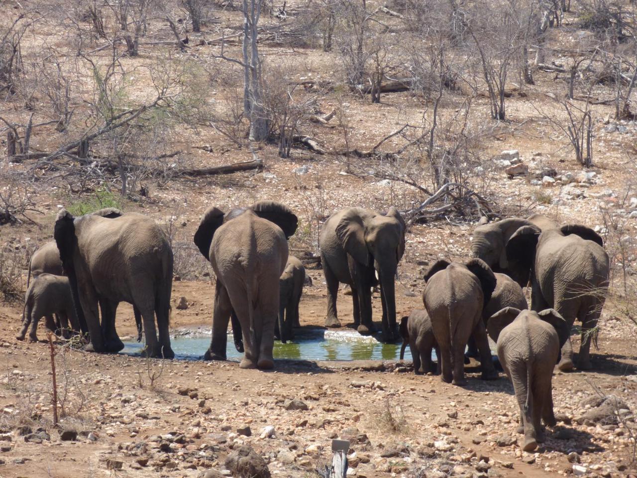 Mbizi Bush Lodge Grietjie Game Reserve Bagian luar foto
