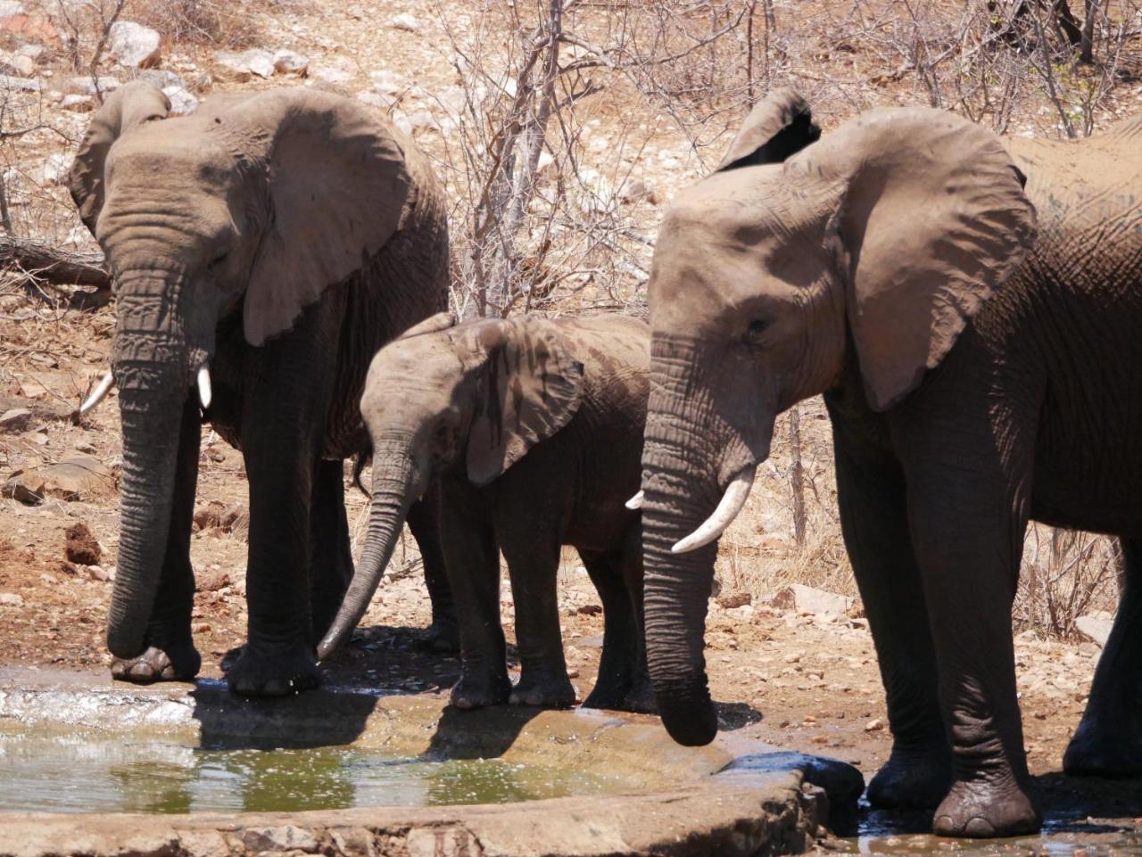 Mbizi Bush Lodge Grietjie Game Reserve Bagian luar foto