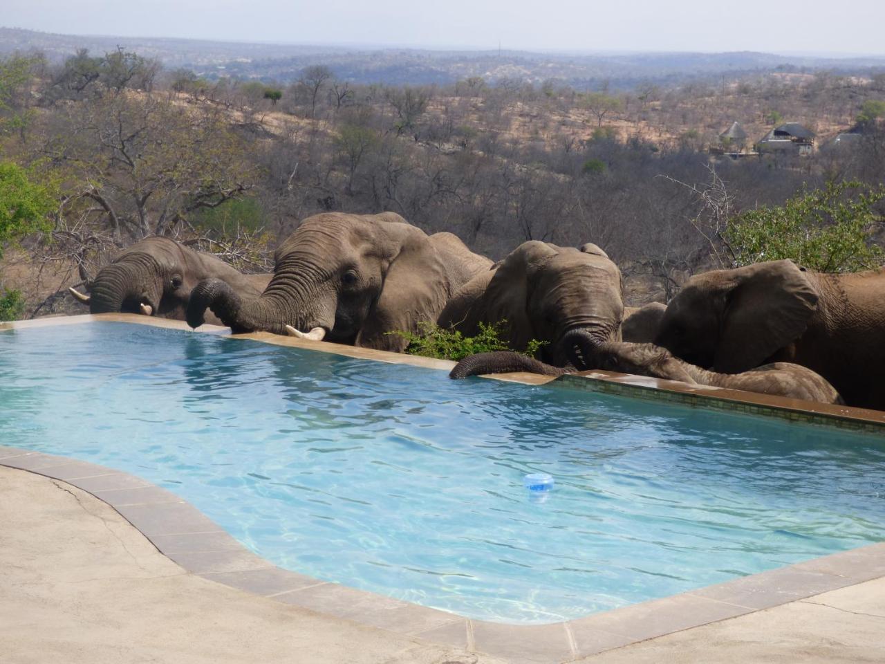 Mbizi Bush Lodge Grietjie Game Reserve Bagian luar foto