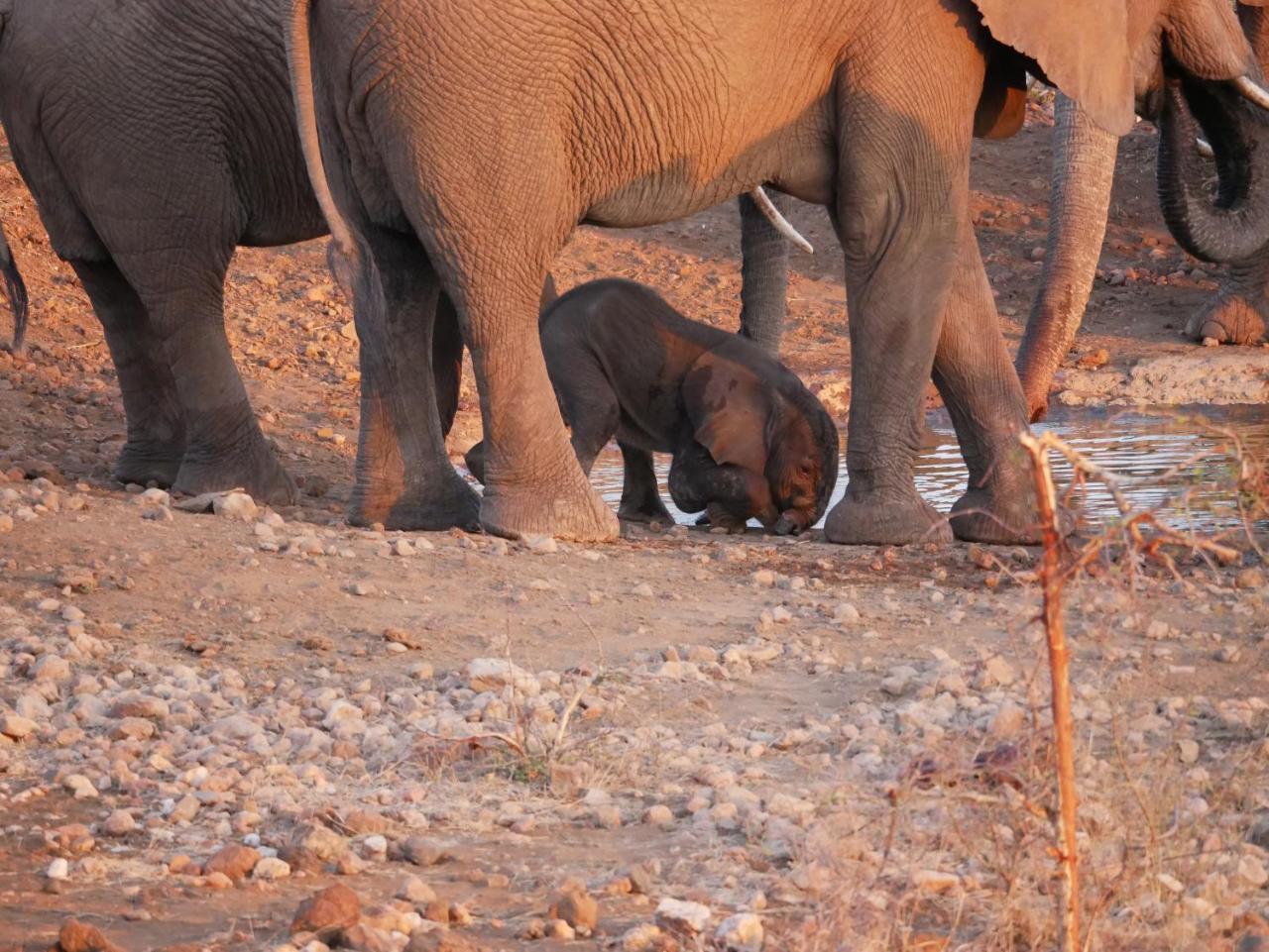 Mbizi Bush Lodge Grietjie Game Reserve Bagian luar foto