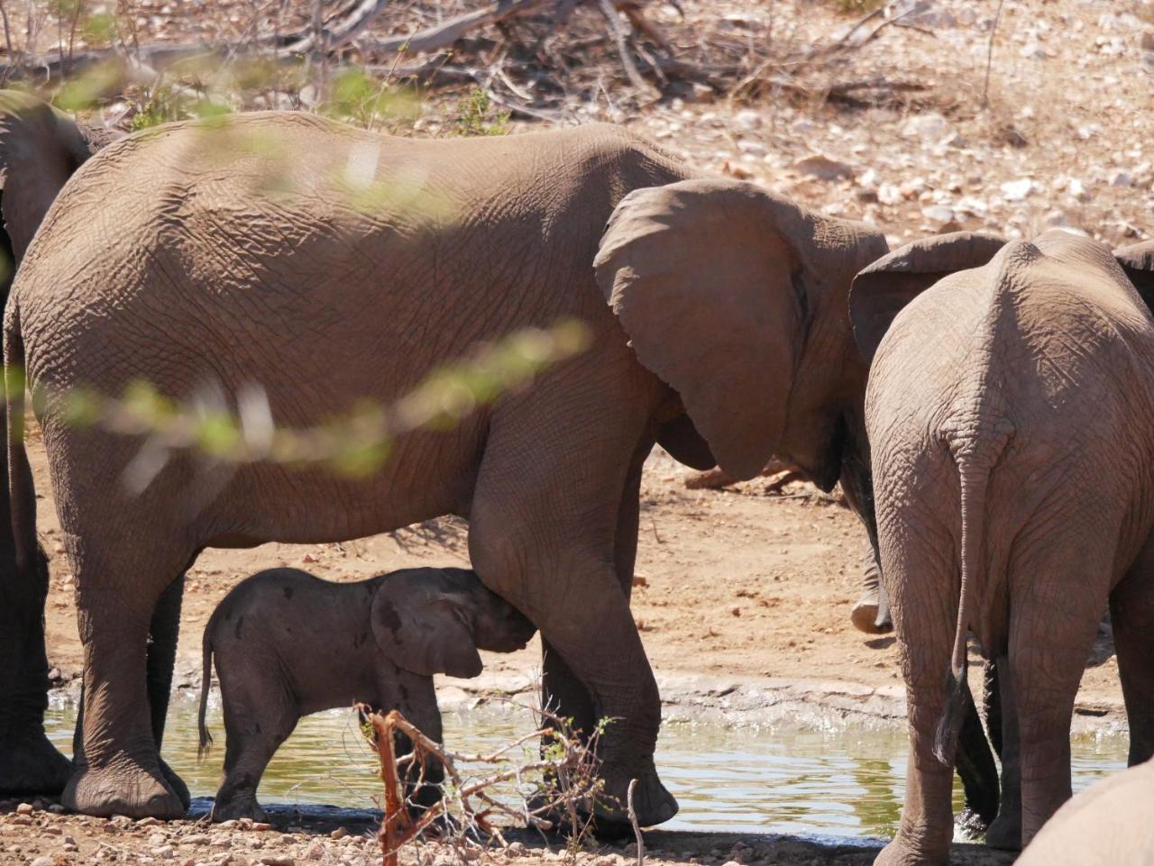 Mbizi Bush Lodge Grietjie Game Reserve Bagian luar foto