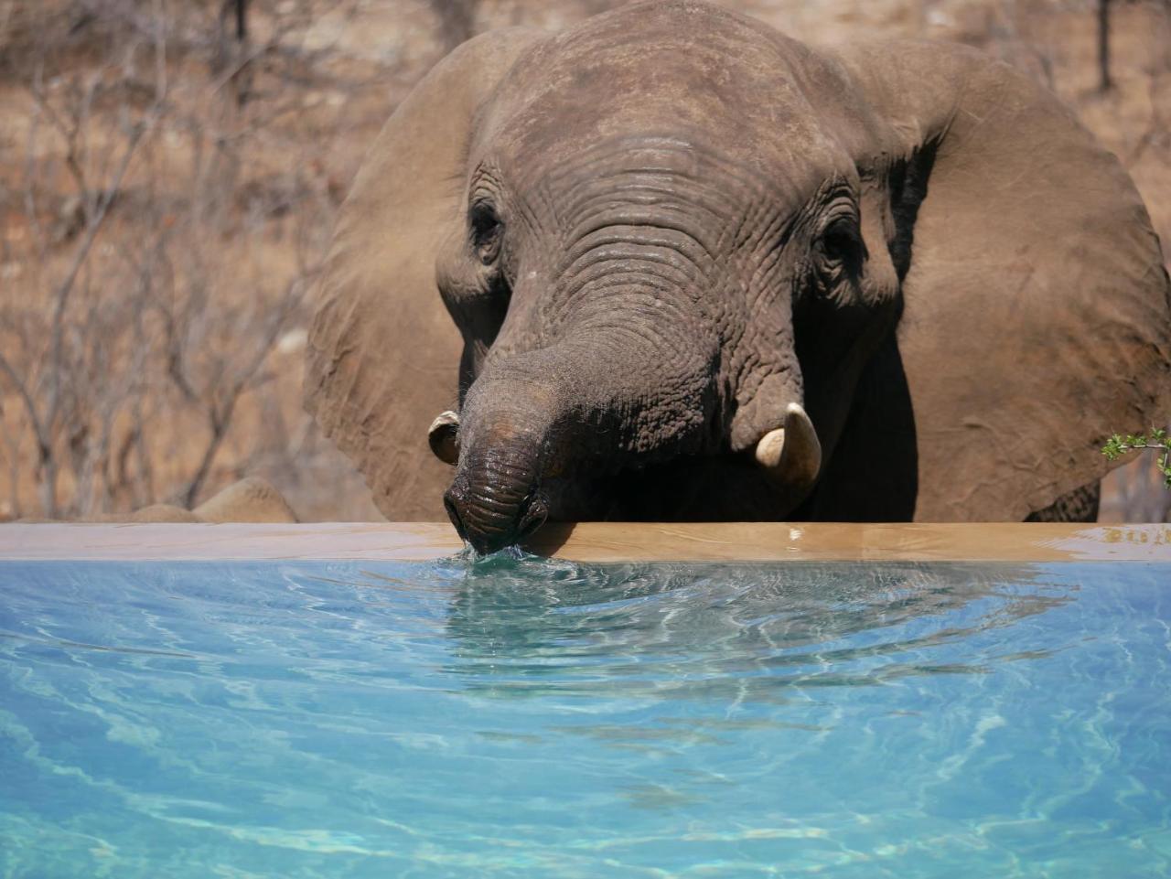 Mbizi Bush Lodge Grietjie Game Reserve Bagian luar foto