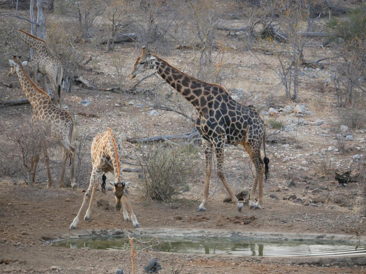 Mbizi Bush Lodge Grietjie Game Reserve Bagian luar foto