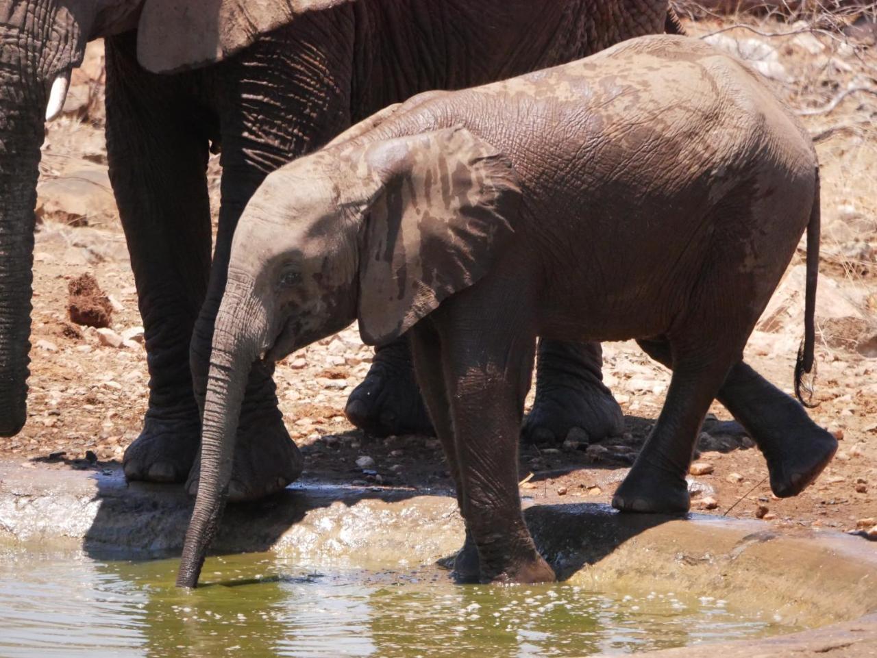 Mbizi Bush Lodge Grietjie Game Reserve Bagian luar foto