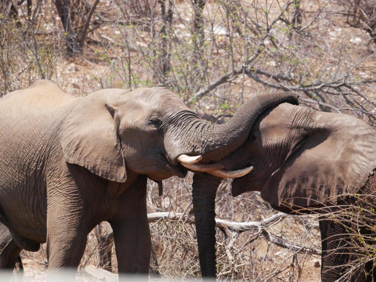 Mbizi Bush Lodge Grietjie Game Reserve Bagian luar foto