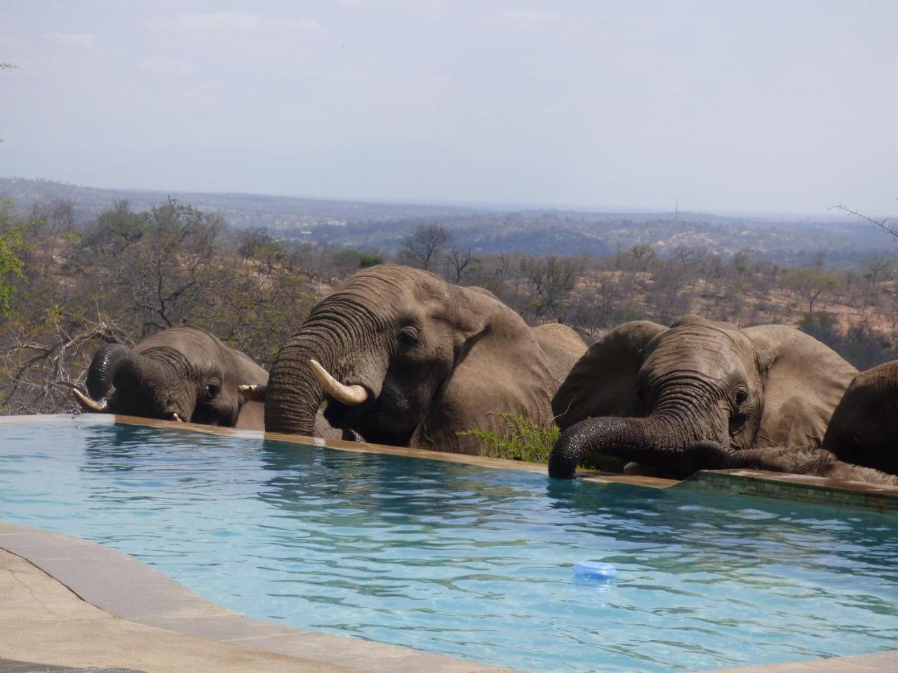 Mbizi Bush Lodge Grietjie Game Reserve Bagian luar foto