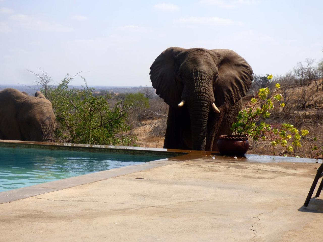 Mbizi Bush Lodge Grietjie Game Reserve Bagian luar foto