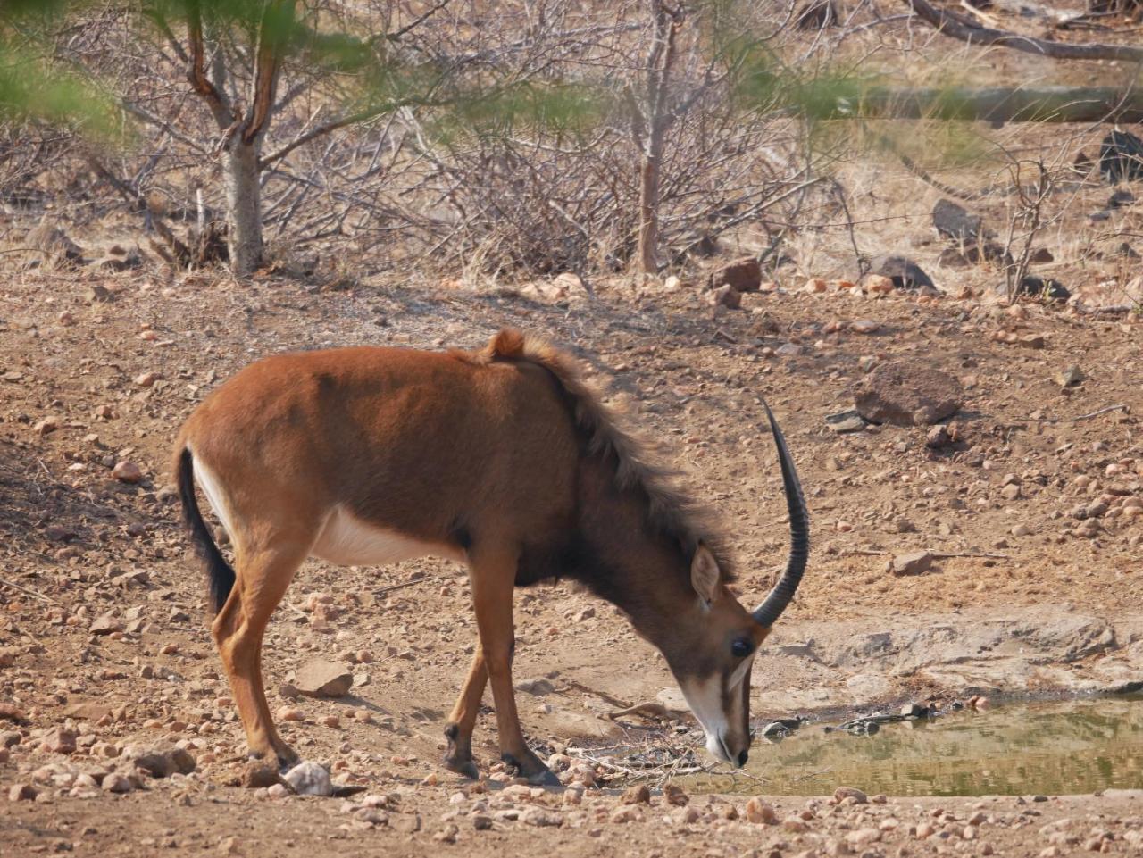 Mbizi Bush Lodge Grietjie Game Reserve Bagian luar foto