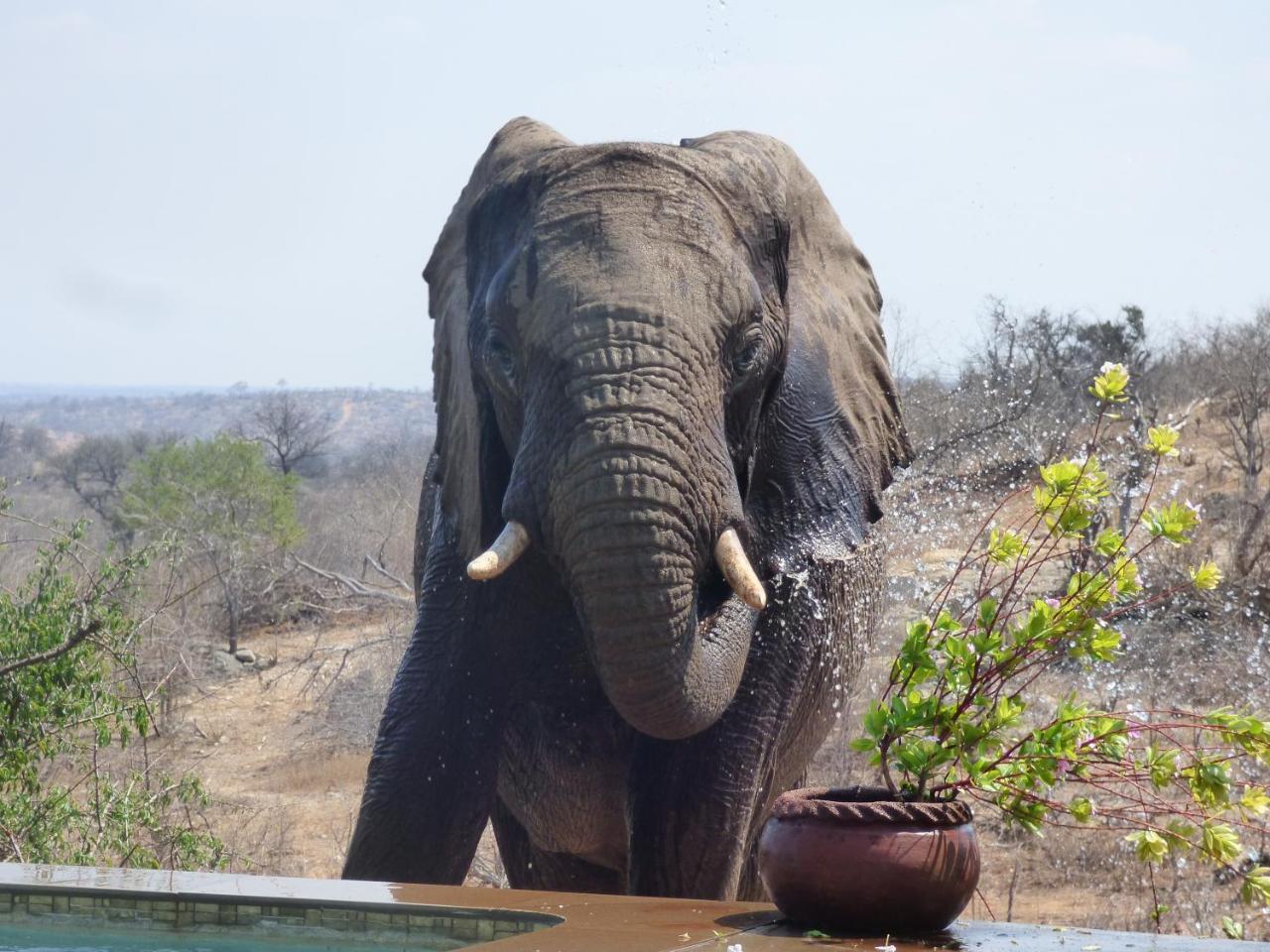 Mbizi Bush Lodge Grietjie Game Reserve Bagian luar foto