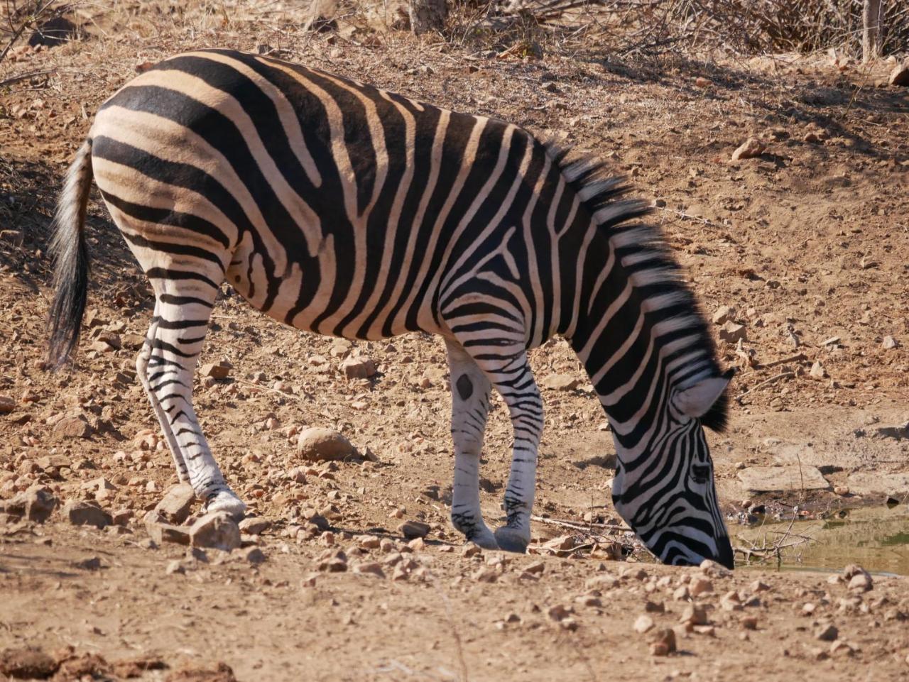 Mbizi Bush Lodge Grietjie Game Reserve Bagian luar foto