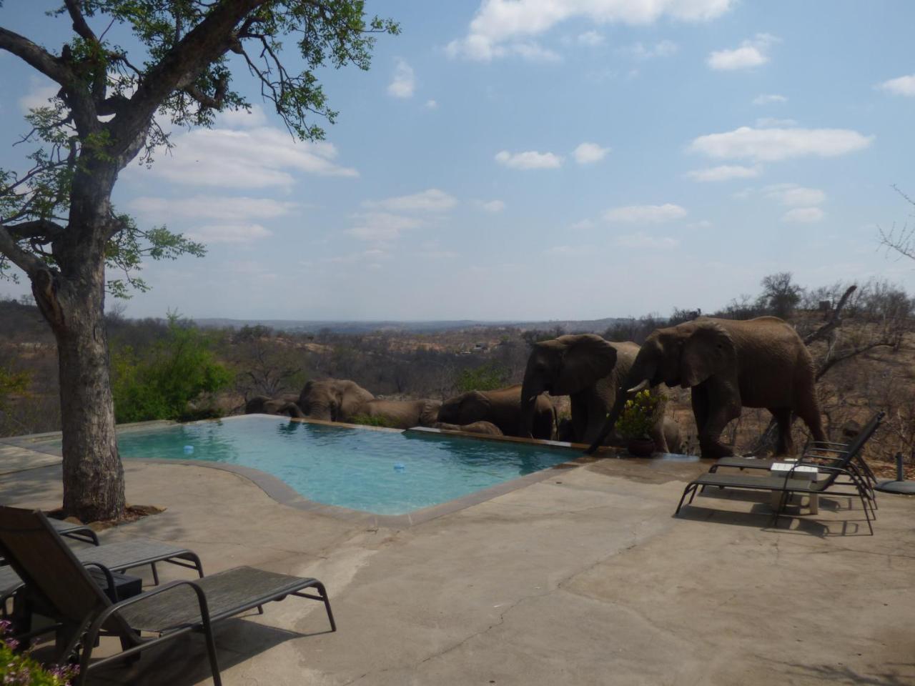 Mbizi Bush Lodge Grietjie Game Reserve Bagian luar foto