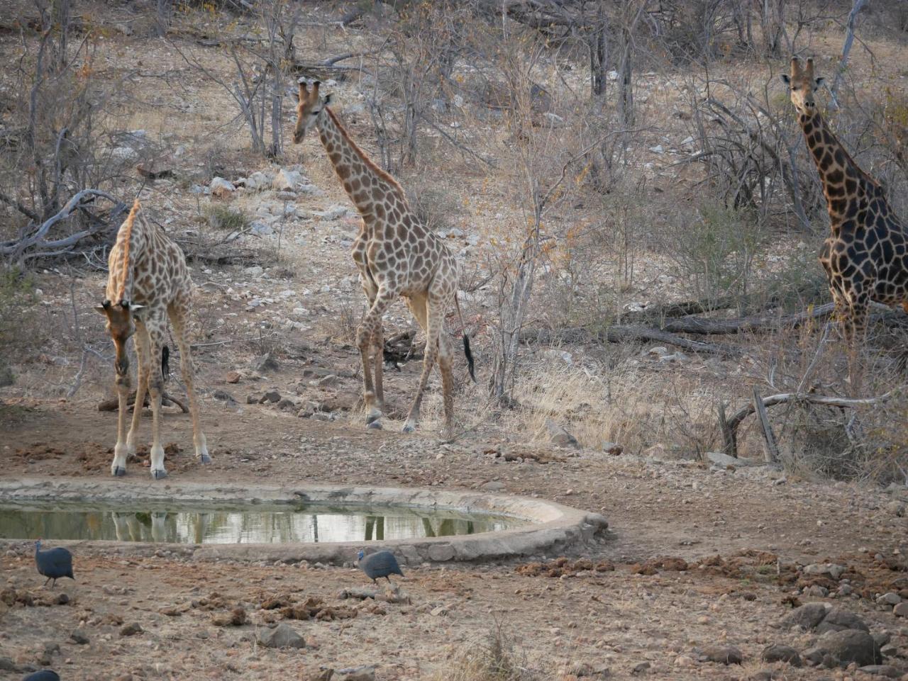 Mbizi Bush Lodge Grietjie Game Reserve Bagian luar foto