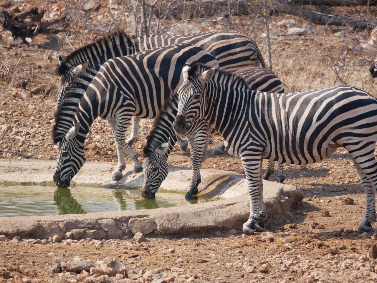 Mbizi Bush Lodge Grietjie Game Reserve Bagian luar foto