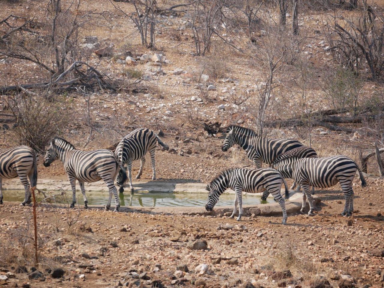 Mbizi Bush Lodge Grietjie Game Reserve Bagian luar foto