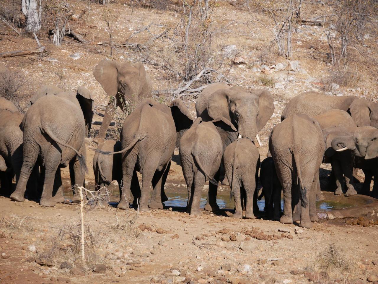 Mbizi Bush Lodge Grietjie Game Reserve Bagian luar foto