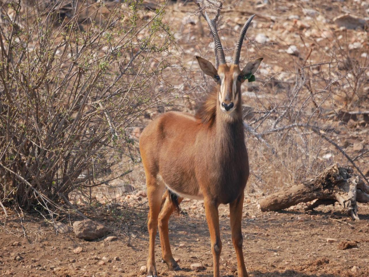 Mbizi Bush Lodge Grietjie Game Reserve Bagian luar foto